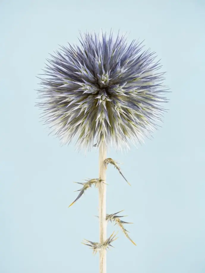 Chardon bleu ou azurite Photographie d'un chardon bleu ou azurite en studio sur un fond bleuté