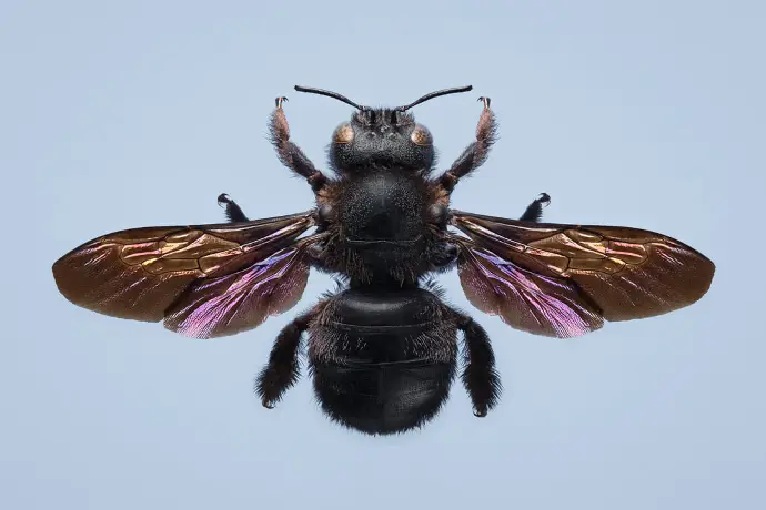 Xylocope violet ou abeille charpentière Photographie d'un xylocope violet en studio sur un fond bleuté