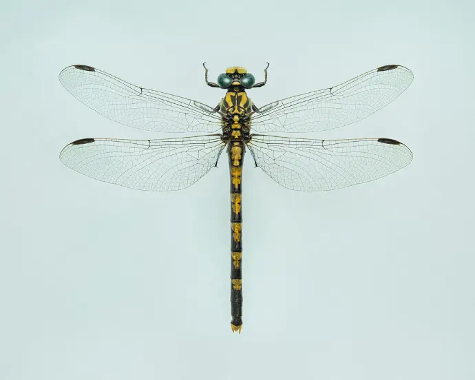 Libellule gomphe à crochets Photographie d'une libellule jaune gomphe à crochets en studio sur un fond gris vert