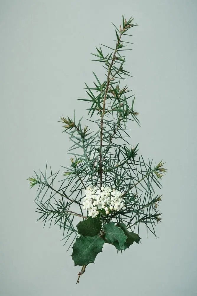 Composition de végétaux trouvés en forêt Photographie d'un composition végétale en studio aux tons vert forêt et blanc sur un fond gris vert