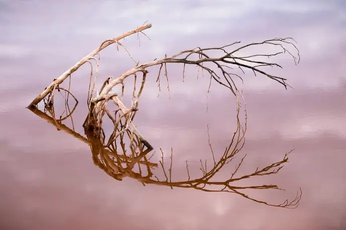 Branche morte dans les boues rouges de Gardanne Photographie d'une branche morte dans l'eau des boues rouges de Gardanne